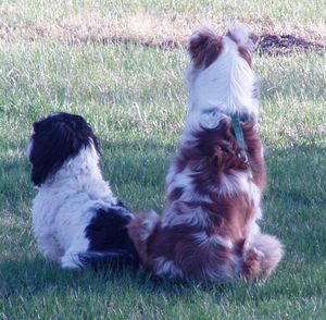 Meet your Posher, Shirley